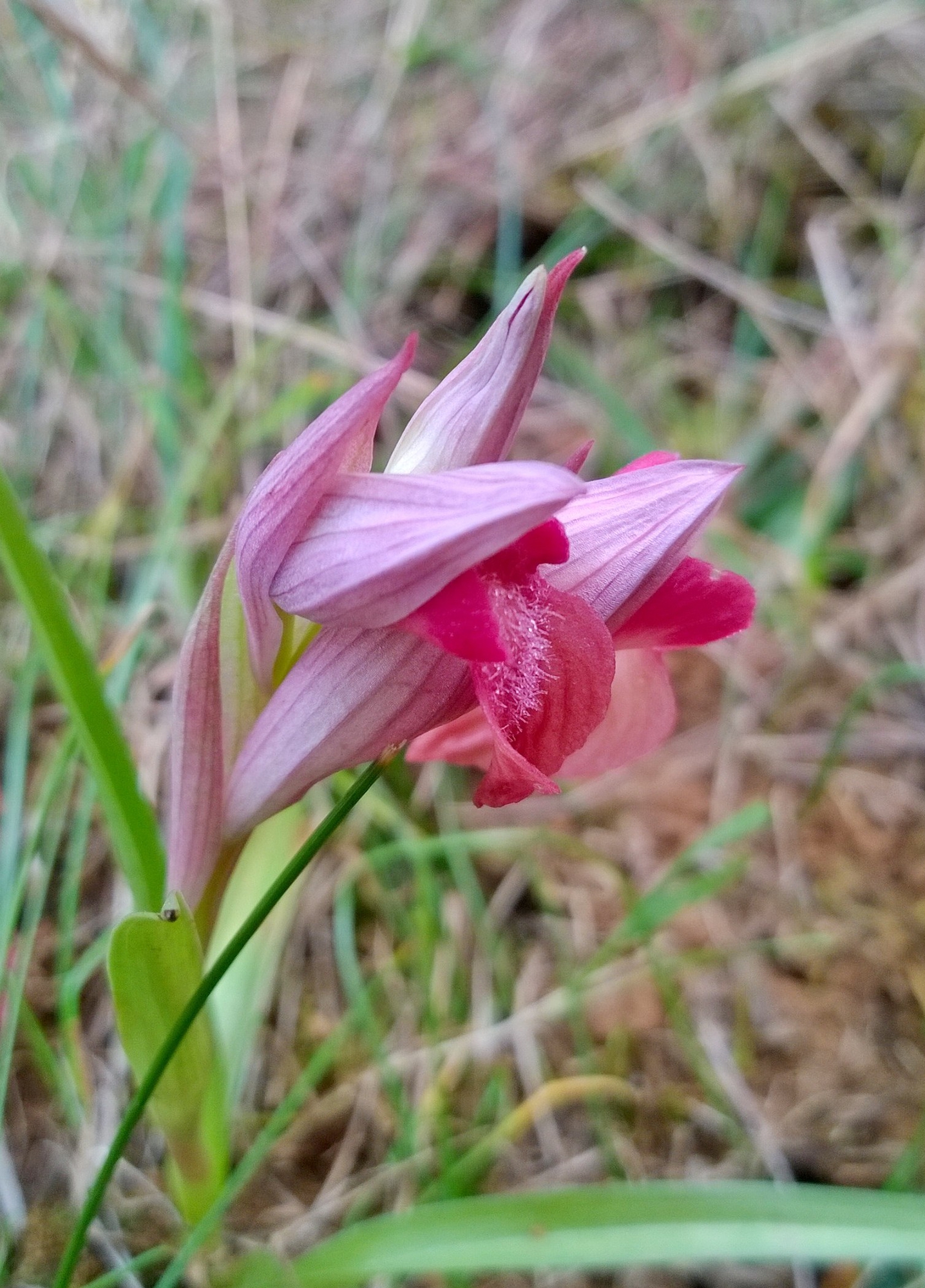 A caccia di orchidee di boomerang