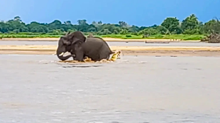 Crocodile fights to bite elephant's tail.