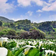 【竹子湖】苗榜花園餐廳