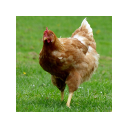 Beautiful chickens Chrome extension download