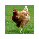 Beautiful chickens chrome extension