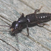 Rove Beetle