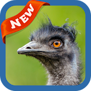 Emu Wallpaper 3.0 Icon