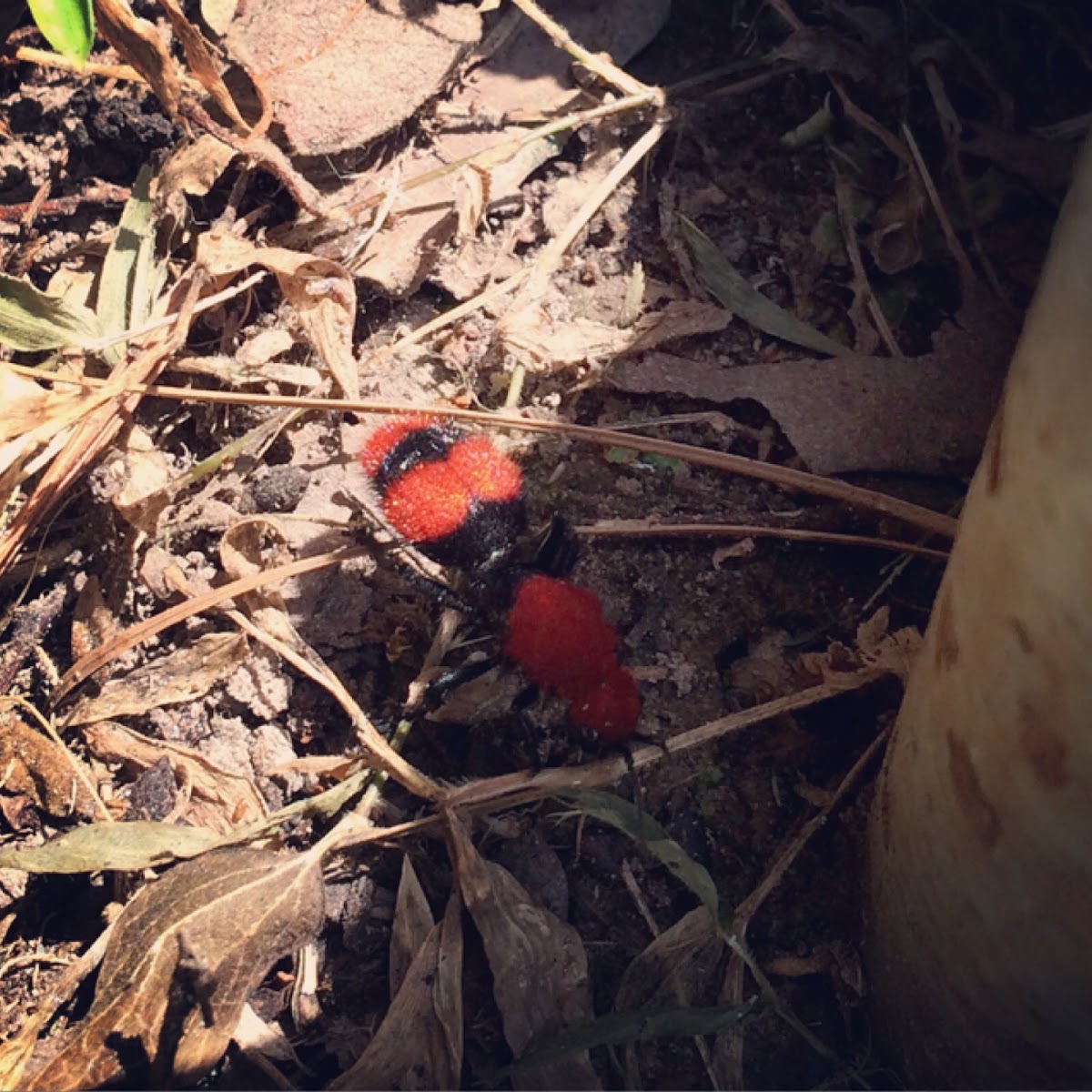 Velvet Ant