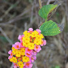 Lantana