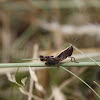 Common Field Grasshopper