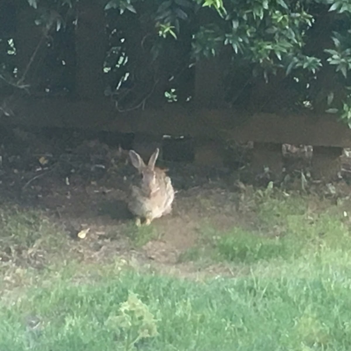 Eastern cottontail