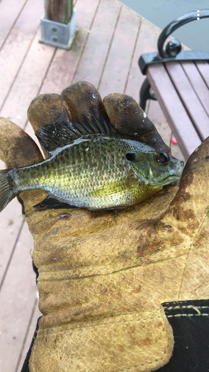 Bluegill