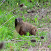 Groundhog (Woodchuck; Whistlepig)