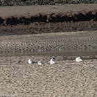 Black-headed Gull