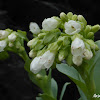 Oysterleaf - White Flowered