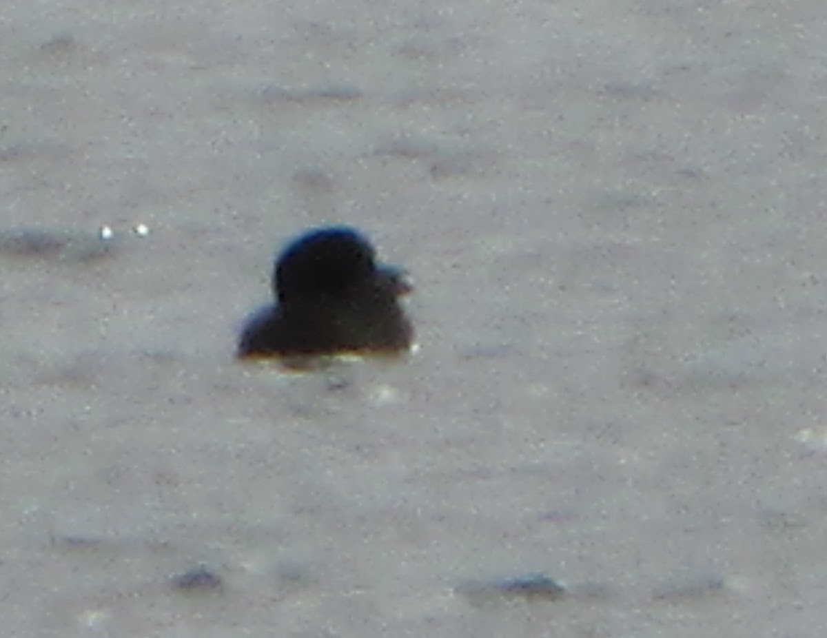 Cassin's auklet