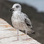 Lesser Black-backed Gull