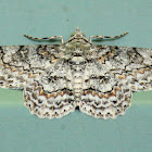 Geometrid Moth