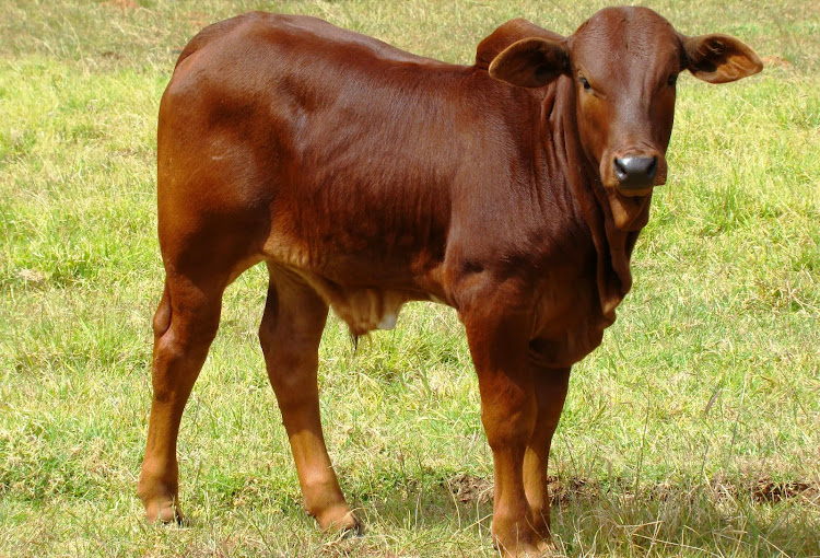 The Boran belongs to the East African short-horned Zebu type and is raised primarily for meat production. File picture: GALLO IMAGES/MEDIA 24/JOHAN COETZEE.