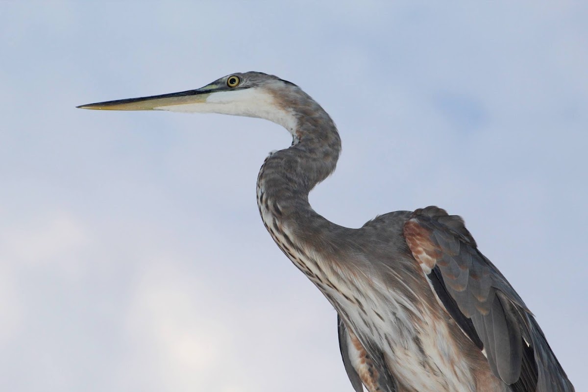 Great blue heron