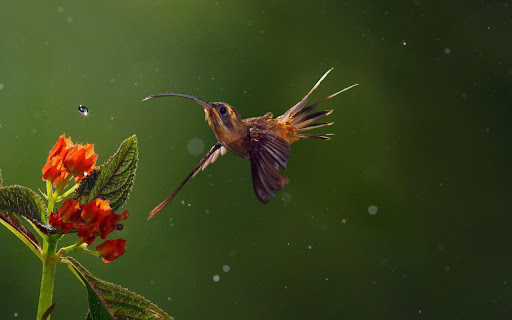 Graceful Hummingbird Dances Through Vibrant screenshot 2
