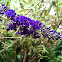 Butterfly bush - Black Knight