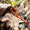 Roseate Skimmer