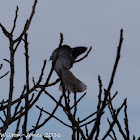 Collared Dove; Tórtola Turca