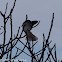 Collared Dove; Tórtola Turca