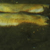 Pacific Razor Clam