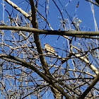 House Sparrow