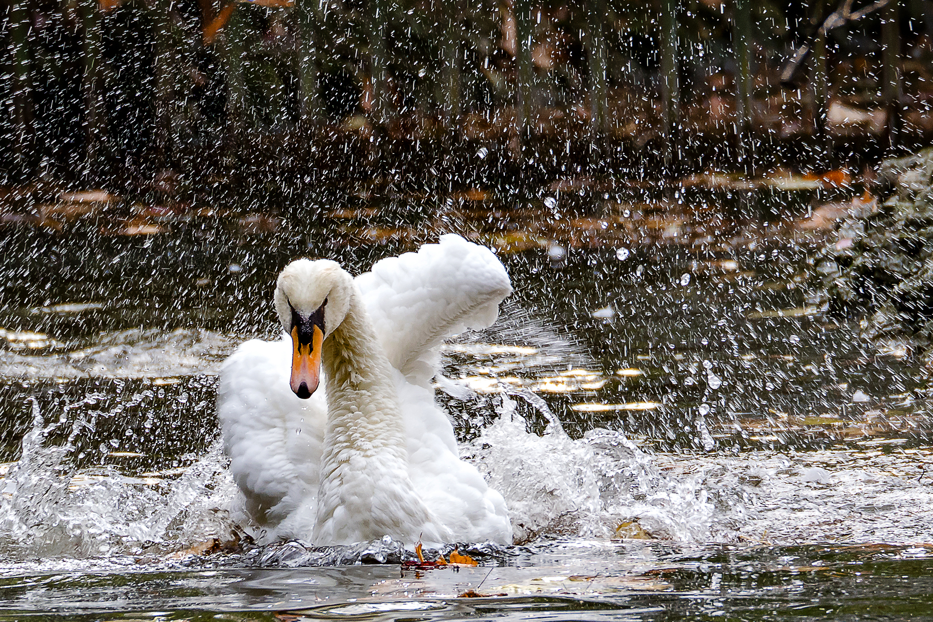 Lo sprint del cigno di alagnol