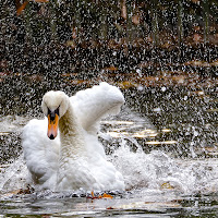 Lo sprint del cigno di 