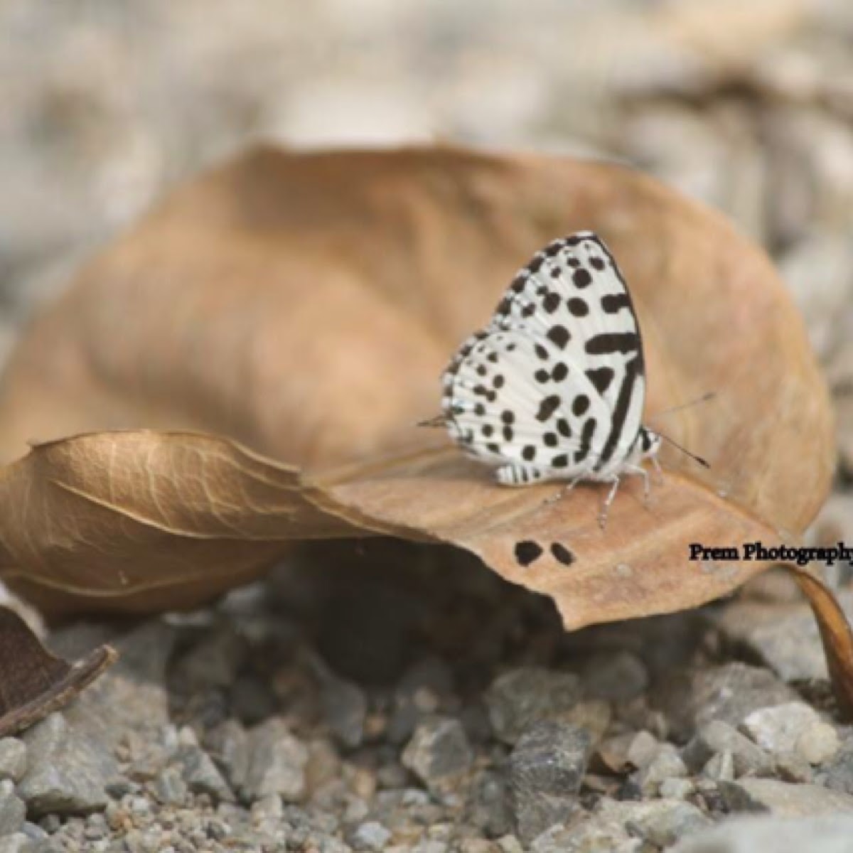 common Pierrot