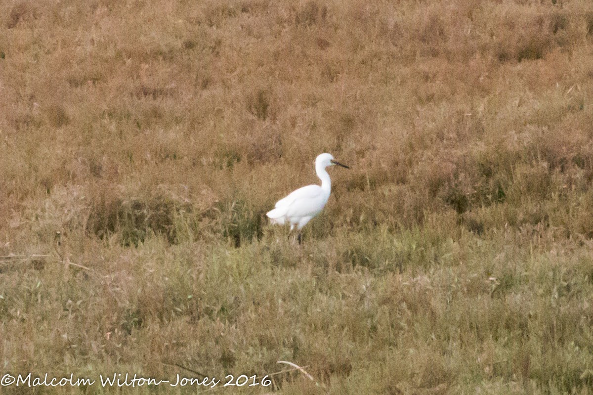 Little Egret