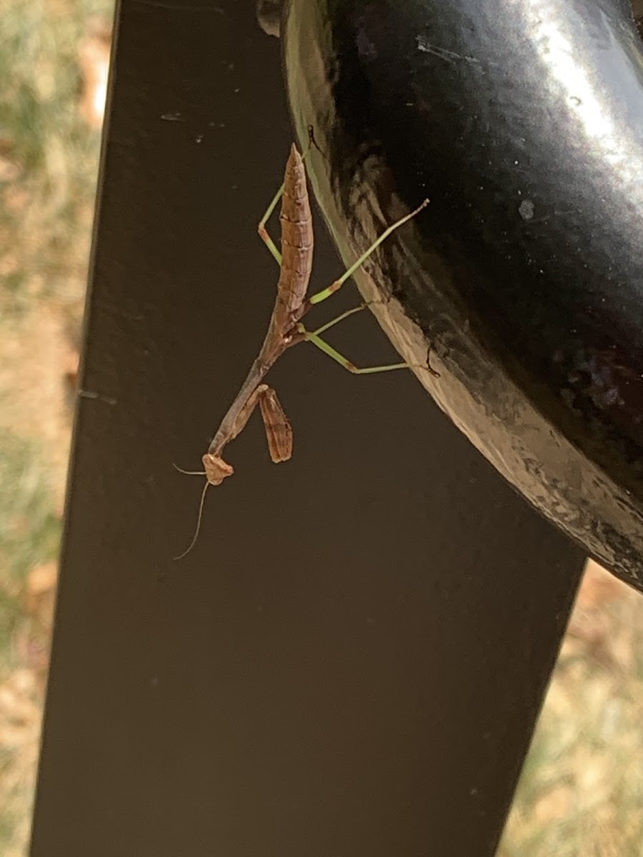 Japanese Mantis