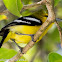 Common Iora