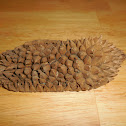 Durian shell