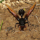 Black Potter Wasp