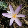 Autumn crocus (Κολχικό το φθινοπωρινό)