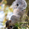 Eastern Gray Squirrel