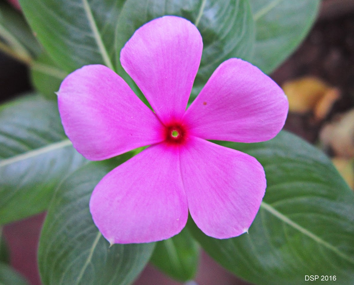 Rosy Periwinkle