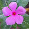 Rosy Periwinkle