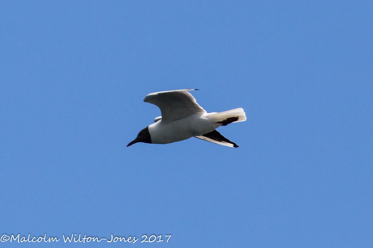 Black-headed Gull