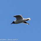 Black-headed Gull