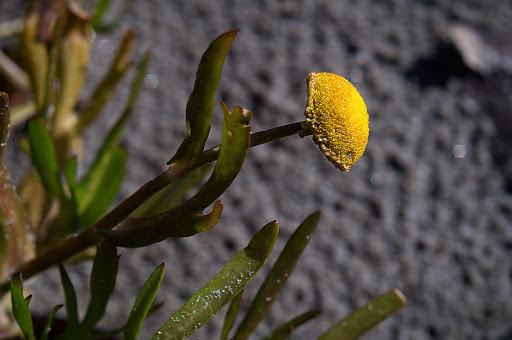 Cotula coronopifolia