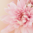Blush Bloom: A Soft Pink Daisy in Full Blossom