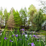 菁芳園 Tenway Garden／花園餐廳／落羽松