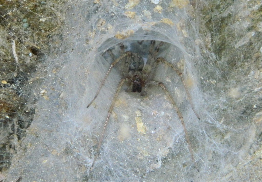 Agelena spider