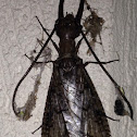 Eastern Dobsonfly, male