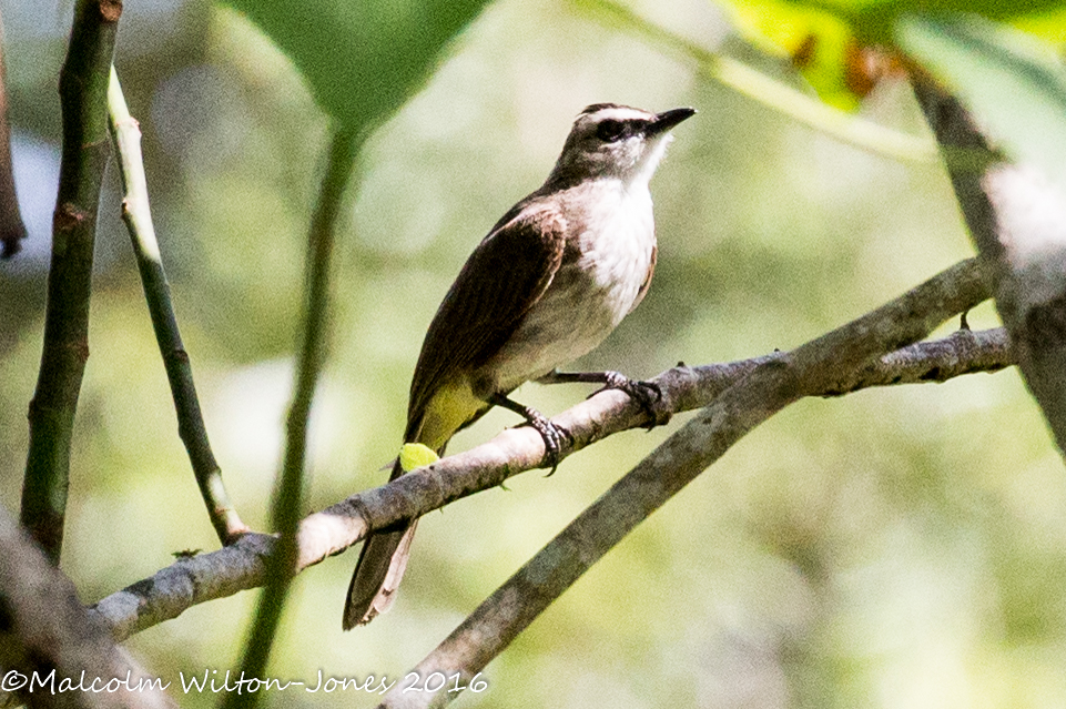 Yellow-vented Bulbul