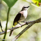 Yellow-vented Bulbul