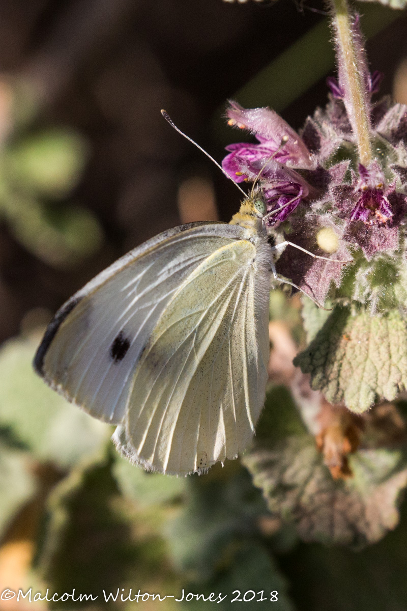 Small White