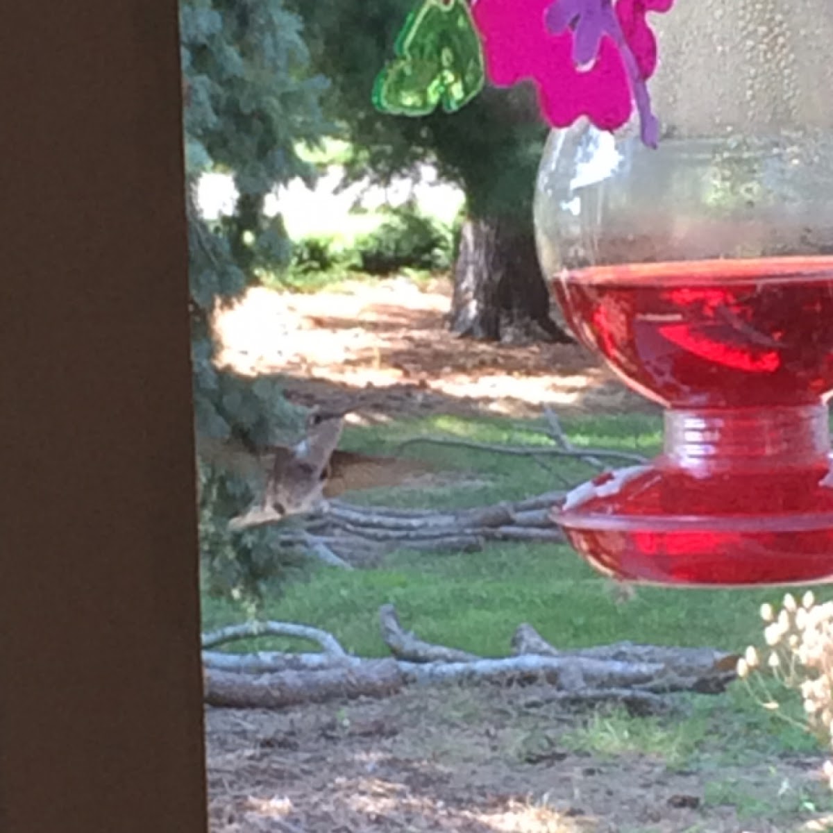 Ruby-throated Hummingbird - female